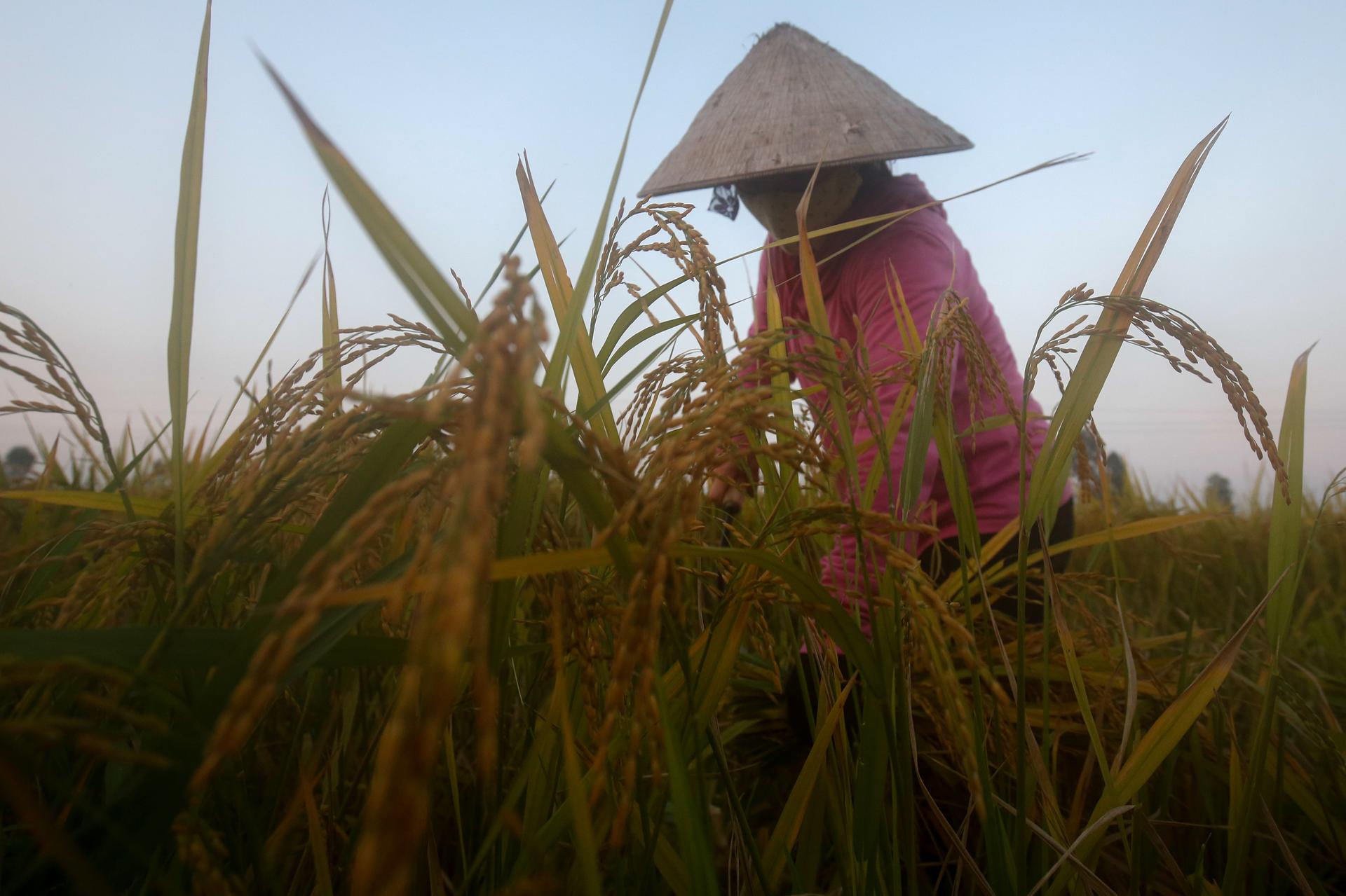 Vietnam trade ministry proposes fully resuming rice exports from May