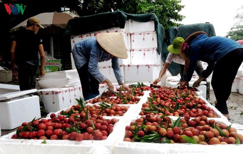 vegetable and fruit exports to thailand up by 2441 in four months